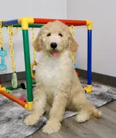 Zoe, a female Goldendoodle for sale in Millersburg, OH – 3 of 5
