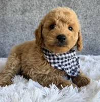 Scout, a male Cavapoo for sale in Millersburg, OH – 2 of 3