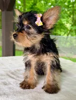Laney, a female Yorkshire Terrier for sale in Millersburg, OH – 3 of 4