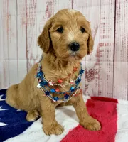 Daisy, a male Goldendoodle for sale in Millersburg, OH – 2 of 5