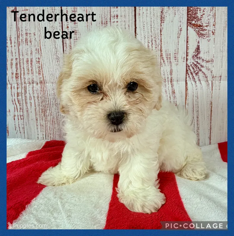 Tenderheart Bear – Shichon puppy for sale in Millersburg, OH