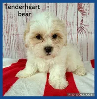 Tenderheart Bear, a female Shichon for sale in Millersburg, OH – 1 of 5