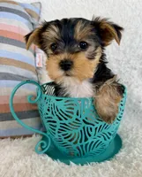 Jax, a male Yorkshire Terrier for sale in Millersburg, OH – Photo 3 of 5