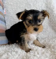 Jax, a male Yorkshire Terrier for sale in Millersburg, OH – Photo 2 of 5