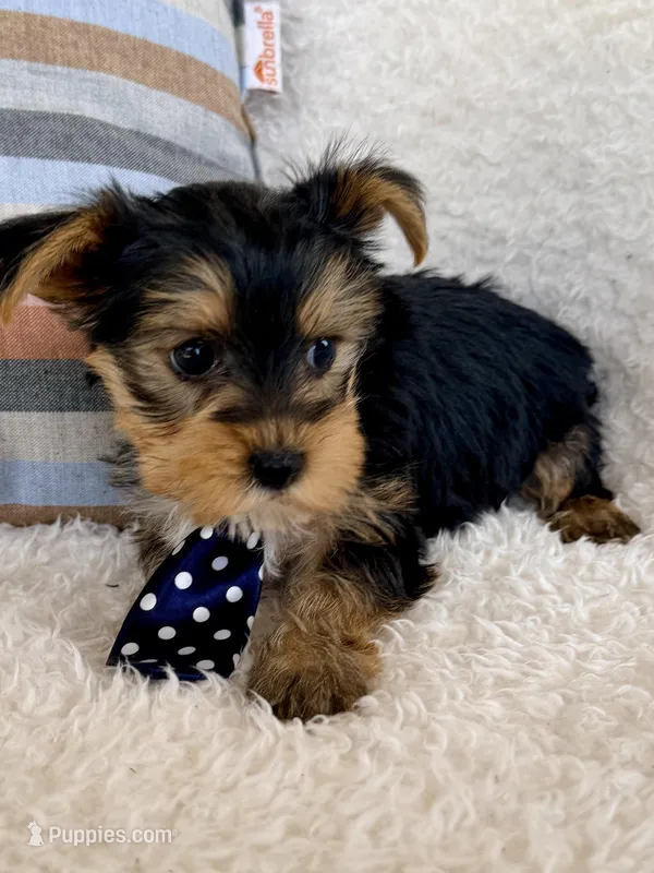 Jax – Yorkshire Terrier puppy for sale in Millersburg, OH
