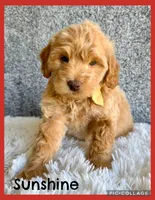 Sunshine, a female Cavapoo for sale in Millersburg, OH – 1 of 5