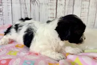 Wish, a female Shichon for sale in Millersburg, OH – 2 of 7