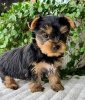 Aspen, a female Yorkshire Terrier for sale in Millersburg, OH – 3 of 4