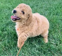 Sage, a female Miniature Goldendoodle for sale in Millersburg, OH – 3 of 6
