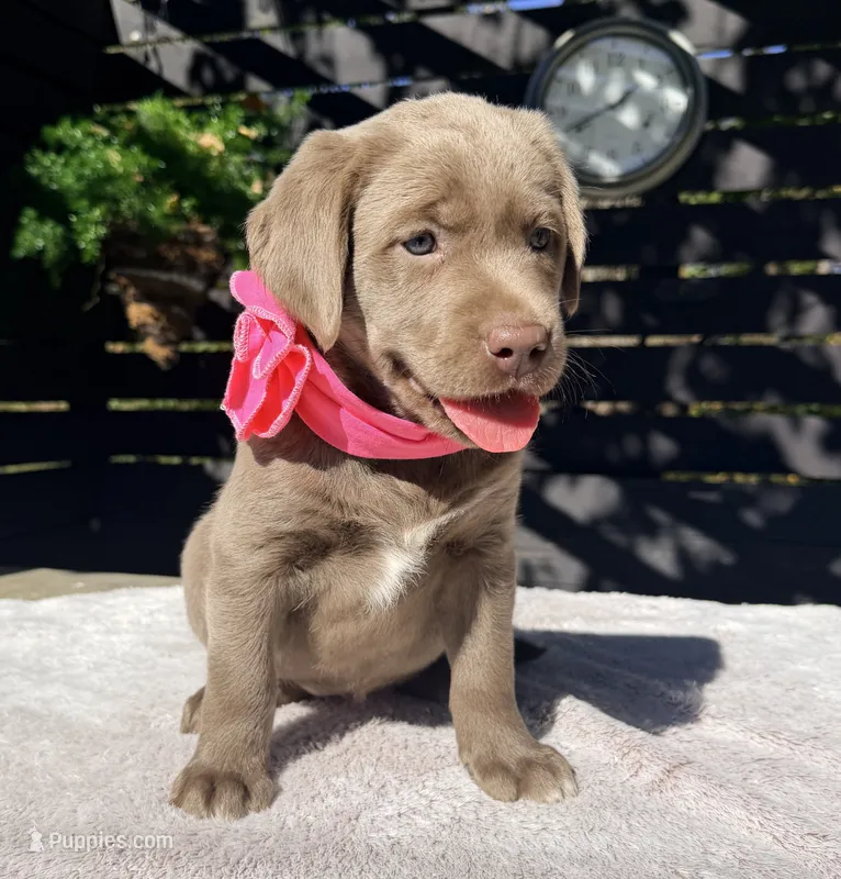 Stella – Labrador Retriever puppy for sale in Millersburg, OH
