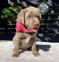 Stella, a female Labrador Retriever for sale in Millersburg, OH – 1 of 5