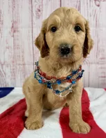 Skye, a female Goldendoodle for sale in Millersburg, OH – 3 of 5