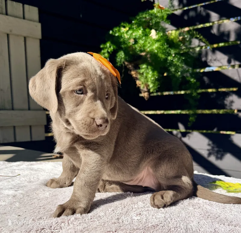 Stormi  – Labrador Retriever puppy for sale in Millersburg, OH