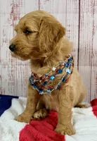 Ruby, a male Goldendoodle for sale in Millersburg, OH – 1 of 5