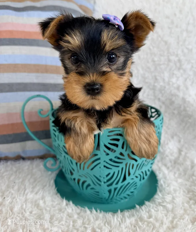 Jade – Yorkshire Terrier puppy for sale in Millersburg, OH