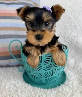 Jade, a female Yorkshire Terrier for sale in Millersburg, OH – Photo 1 of 4