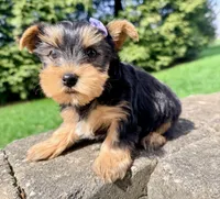 Jade, a female Yorkshire Terrier for sale in Millersburg, OH – Photo 2 of 4