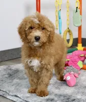 Roper, a male Miniature Goldendoodle for sale in Millersburg, OH – 3 of 6
