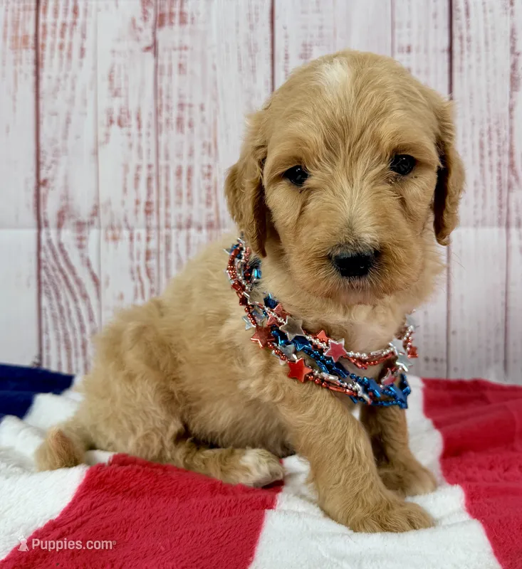 Benny – Goldendoodle puppy for sale in Millersburg, OH