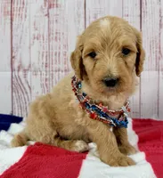 Benny, a male Goldendoodle for sale in Millersburg, OH – 1 of 5