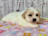 Funshine Bear, a female Shichon for sale in Millersburg, OH – 2 of 6