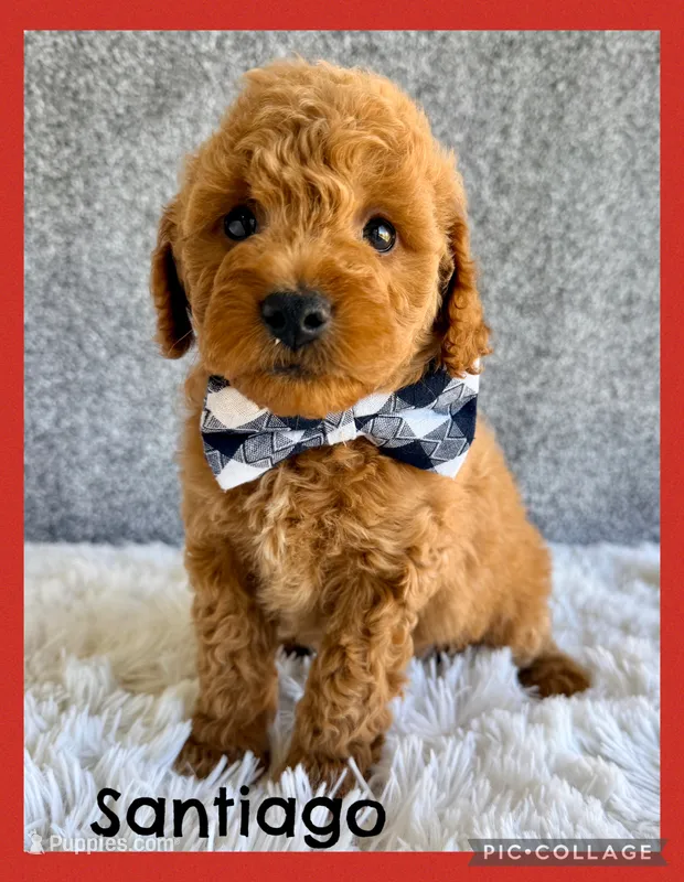 Santiago – Cavapoo puppy for sale in Millersburg, OH