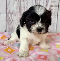Wish, a female Shichon for sale in Millersburg, OH – 5 of 7