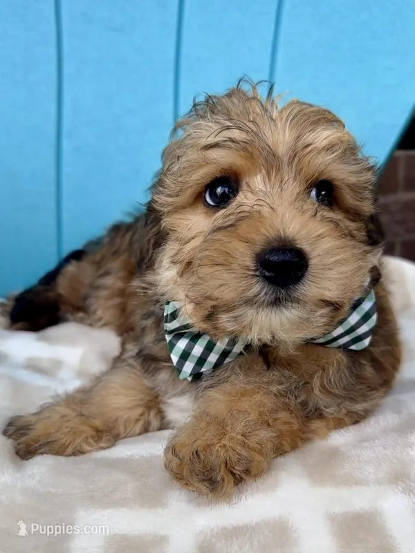 Beau – Yorkipoo puppy for sale in Millersburg, OH