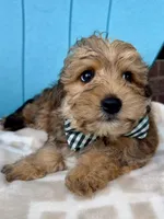 Beau, a male Yorkipoo for sale in Millersburg, OH – Photo 1 of 5