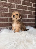 Beau, a male Yorkipoo for sale in Millersburg, OH – Photo 4 of 5