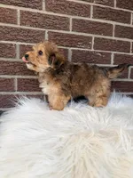 Beau, a male Yorkipoo for sale in Millersburg, OH – Photo 5 of 5