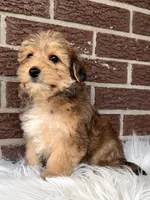 Beau, a male Yorkipoo for sale in Millersburg, OH – Photo 2 of 5