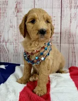 Ruby, a male Goldendoodle for sale in Millersburg, OH – 2 of 5