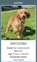 Roper, a male Miniature Goldendoodle for sale in Millersburg, OH – 6 of 6
