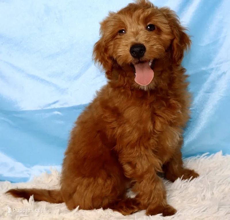 Cory – Miniature Goldendoodle puppy for sale in Millersburg, OH
