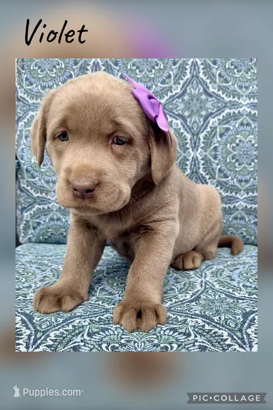 Violet – Labrador Retriever puppy for sale in Millersburg, OH