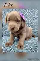 Violet, a female Labrador Retriever for sale in Millersburg, OH – Photo 1 of 5