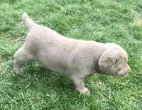 Violet, a female Labrador Retriever for sale in Millersburg, OH – Photo 2 of 5