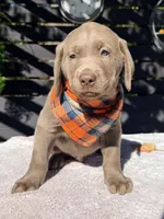 Charlie, a male Labrador Retriever for sale in Millersburg, OH – 3 of 5