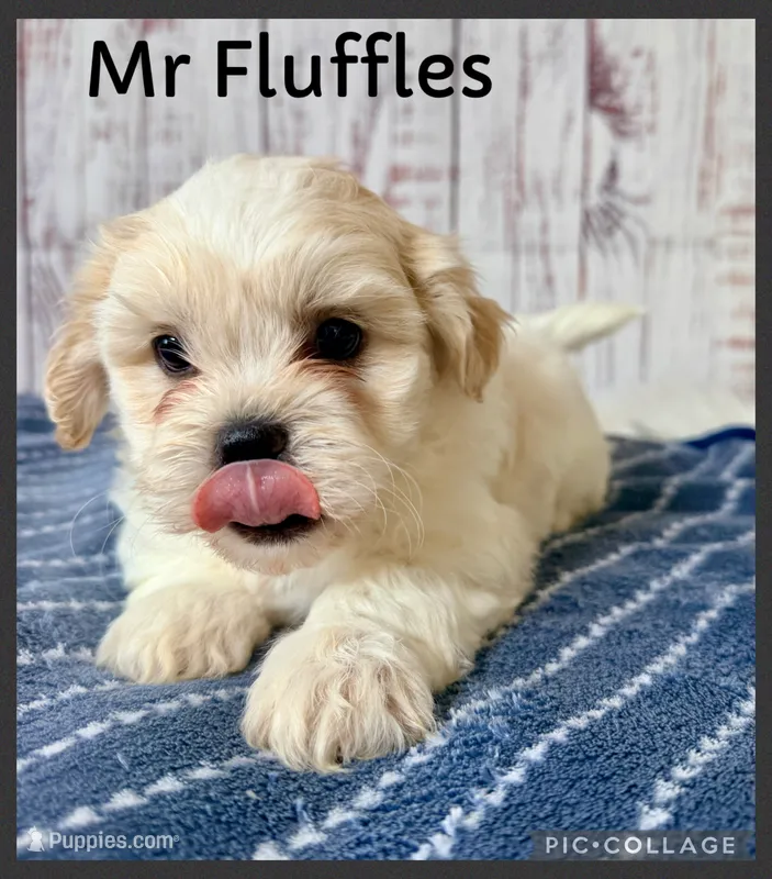 Mr Fluffles – Shichon puppy for sale in Millersburg, OH