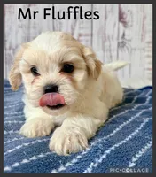 Mr Fluffles, a male Shichon for sale in Millersburg, OH – 1 of 5