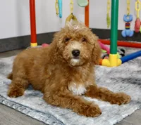Roper, a male Miniature Goldendoodle for sale in Millersburg, OH – 2 of 6