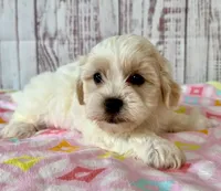 Tenderheart Bear, a female Shichon for sale in Millersburg, OH – 2 of 6