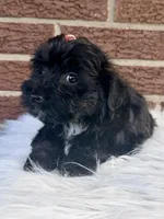 Josie, a female Yorkipoo for sale in Millersburg, OH – Photo 3 of 5