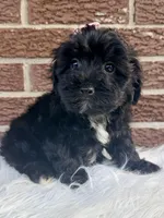 Josie, a female Yorkipoo for sale in Millersburg, OH – Photo 2 of 5