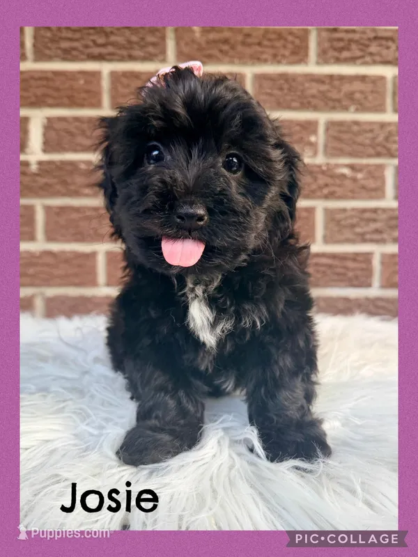 Josie – Yorkipoo puppy for sale in Millersburg, OH