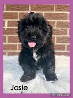 Josie, a female Yorkipoo for sale in Millersburg, OH – Photo 1 of 5