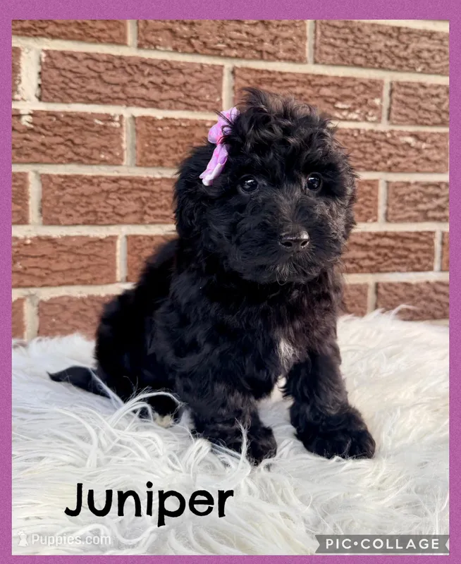 Juniper – Yorkipoo puppy for sale in Millersburg, OH