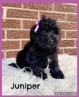 Juniper, a female Yorkipoo for sale in Millersburg, OH – Photo 1 of 4