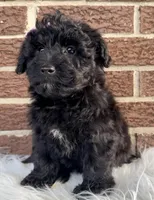 Juniper, a female Yorkipoo for sale in Millersburg, OH – Photo 2 of 4
